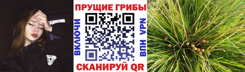 Псилоцибиновые грибы Cubensis  Грязи 